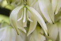 Yucca plant flower Royalty Free Stock Photo