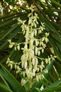 Yucca plant flower top Royalty Free Stock Photo