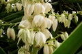 Yucca plant flowers Royalty Free Stock Photo