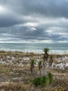 Yucca plant at Henderson State Park Beach in Destin, Florida. Royalty Free Stock Photo