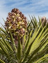 Yucca plant, new blooms Royalty Free Stock Photo