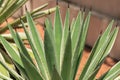yucca plant in pot in front of house, serving as decorative element Royalty Free Stock Photo