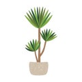 Yucca plant in pot, home tree. Vector illustration isolated on white background.