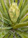 Yucca plant ready to bloom Royalty Free Stock Photo