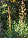Yucca plants in bloom in the garden Royalty Free Stock Photo