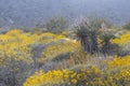 Yucca plants in the middle of wildflowers in California Royalty Free Stock Photo