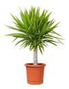 Yucca Potted Plant isolated Royalty Free Stock Photo