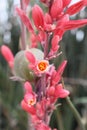 Yucca red 5542