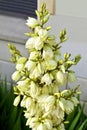 Yucca Rock Lily flowers Royalty Free Stock Photo