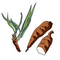 Yucca root illustration, green leaves and brown roots, hand draw vector illustration