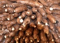 Yucca Root