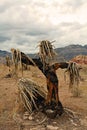 Yucca Scarecrow