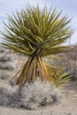 Yucca schidigera Mojave yucca in desert