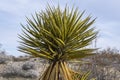 Yucca schidigera Mojave yucca in desert