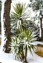 Yucca in the snow