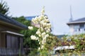 Yucca Spanish dagger flowers. Royalty Free Stock Photo