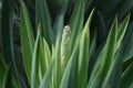 Yucca Spanish dagger flowers. Royalty Free Stock Photo