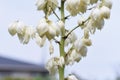 Yucca Spanish dagger flowers. Royalty Free Stock Photo