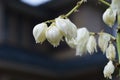 Yucca Spanish dagger flowers. Royalty Free Stock Photo