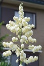 Yucca Spanish dagger flowers. Royalty Free Stock Photo