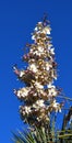 Yucca spike blooms against blue sky Royalty Free Stock Photo