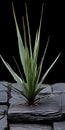 Yucca: A Striking Leaf-like Plant On Stones