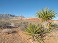 Yucca Tree