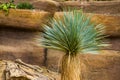 Yucca tree in closeup, tropical plant specie from the desert of America Royalty Free Stock Photo