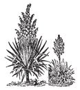 Yucca vintage illustration