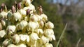 Yucca white flower blossom, agave bloom natural botanical close up background. Plant of desert and arid climate in