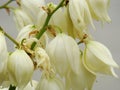 Yucca, white yucca flowers. Photo of large white yucca flowers