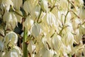 Yucca white flowers on sunset