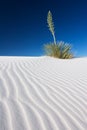 Yucca in White Sand