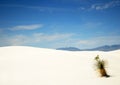 A Yucca in White Sands