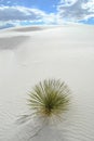 Yucca - White Sands Nat Park Royalty Free Stock Photo