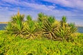 Yuccas blooms plants at corniche