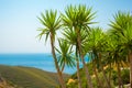 Yuccas growing on mediterranean sea coast on Peloponnese peninsula, Greece Royalty Free Stock Photo