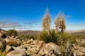 Giant yuccas in the desert Royalty Free Stock Photo