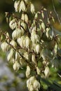 YuccYucca recurvifolia Spanish dagger flowers Royalty Free Stock Photo