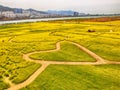 Yuchae Canola Flower Festival in Daejeo Ecological Park, Busan, South Korea,Asia Royalty Free Stock Photo