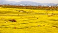 Yuchae Canola Flower Festival in Daejeo Ecological Park, Busan, South Korea,Asia Royalty Free Stock Photo