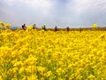 Yuchae Canola Flower Festival in Daejeo Ecological Park, Busan, South Korea,Asia Royalty Free Stock Photo