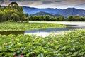 Yue Feng Pagoda Lotus Garden Reflection Summer Palace Beijing, C Royalty Free Stock Photo