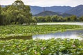 Yue Feng Pagoda Lotus Garden Summer Palace Beijing China Royalty Free Stock Photo