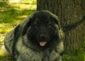 Yugoslavian Shepherd Dog , dog breed, close up Royalty Free Stock Photo