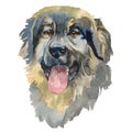 The Yugoslavian Shepherd Dog, watercolor hand painted dog portrait Royalty Free Stock Photo