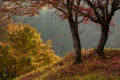 Beautiful light and autumn colors at the Yujaku park on Kyushu island, Japan