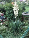 Yuka in the garden Royalty Free Stock Photo