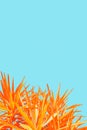 Minimal, exotic plant background in orange and blue