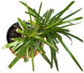 Yuka plant in a pot, top view, white background Royalty Free Stock Photo